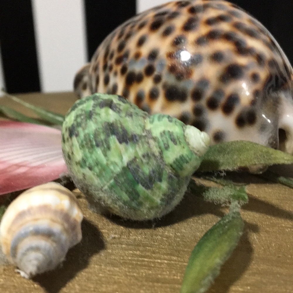 Octagon Shaped Wood Trinket Box With Real Shells on Top Hinged & Latch - Picture 6 of 14